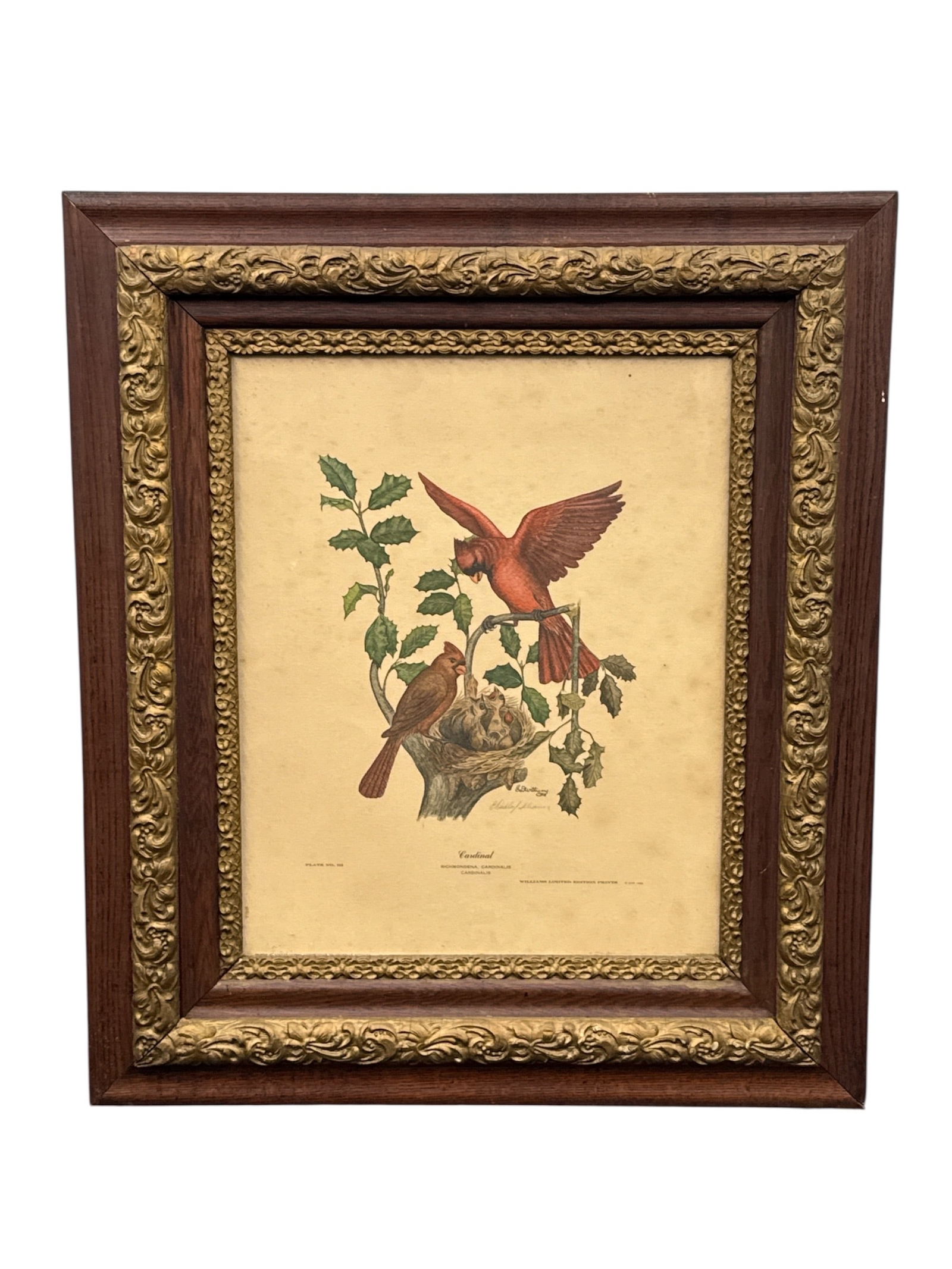 Cardinal Richmondena Cardinalis Framed Audubon Lithograph Print: Framed William Latham Audubon edition print titled Cardinal Richmondena Cardinalis Cardinalis, depicting a vibrant pair of red cardinals perched at a nest with young beneath holly leaves. The richly c