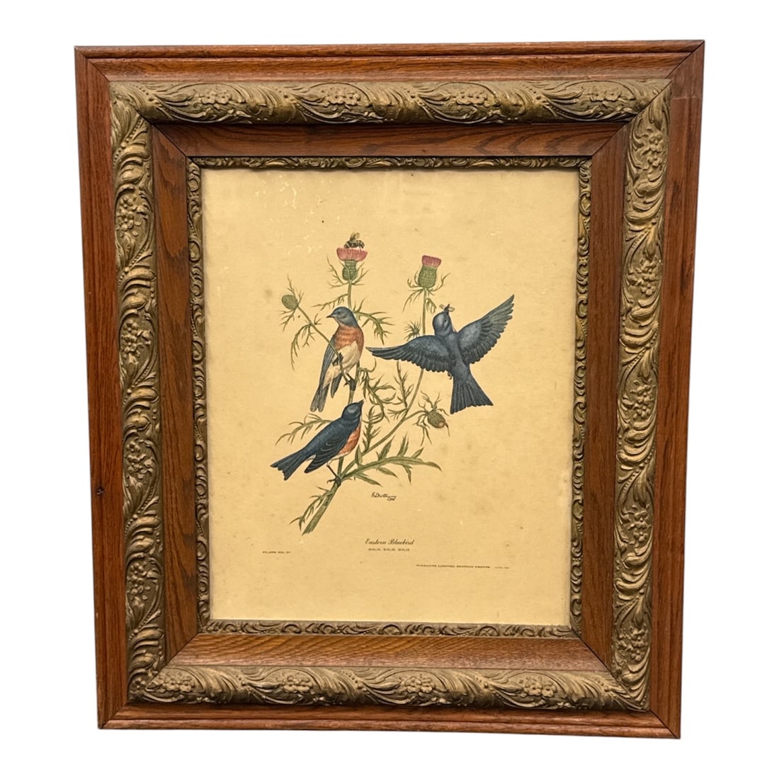 Eastern Bluebird Sialia Sialis Framed Audubon Style Limited Edition Print: Framed William Limited Edition print titled Eastern Bluebird Sialia Sialis depicting a pair of bluebirds perched among flowering branches. The composition captures the delicate coloration and naturali