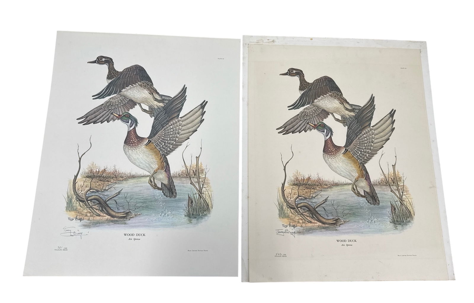 Tony Biagi Wood Duck Aix Sponsa Wildlife Print: Offered is a wildlife print depicting a Wood Duck, Aix sponsa, illustrated in a natural marsh setting. The composition captures a pair of wood ducks in motion above wetland grasses and water, highligh
