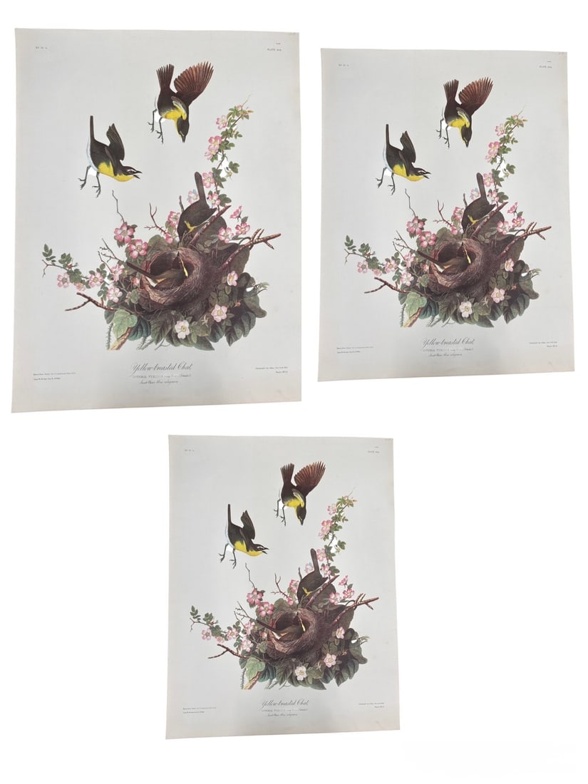 Set of Three Yellow breasted Chat Icteria Viridis Bird Prints: Offered is a set of three ornithological prints depicting the Yellow breasted Chat, Icteria viridis. Each composition features the vibrant songbird perched among flowering branches and foliage, with a