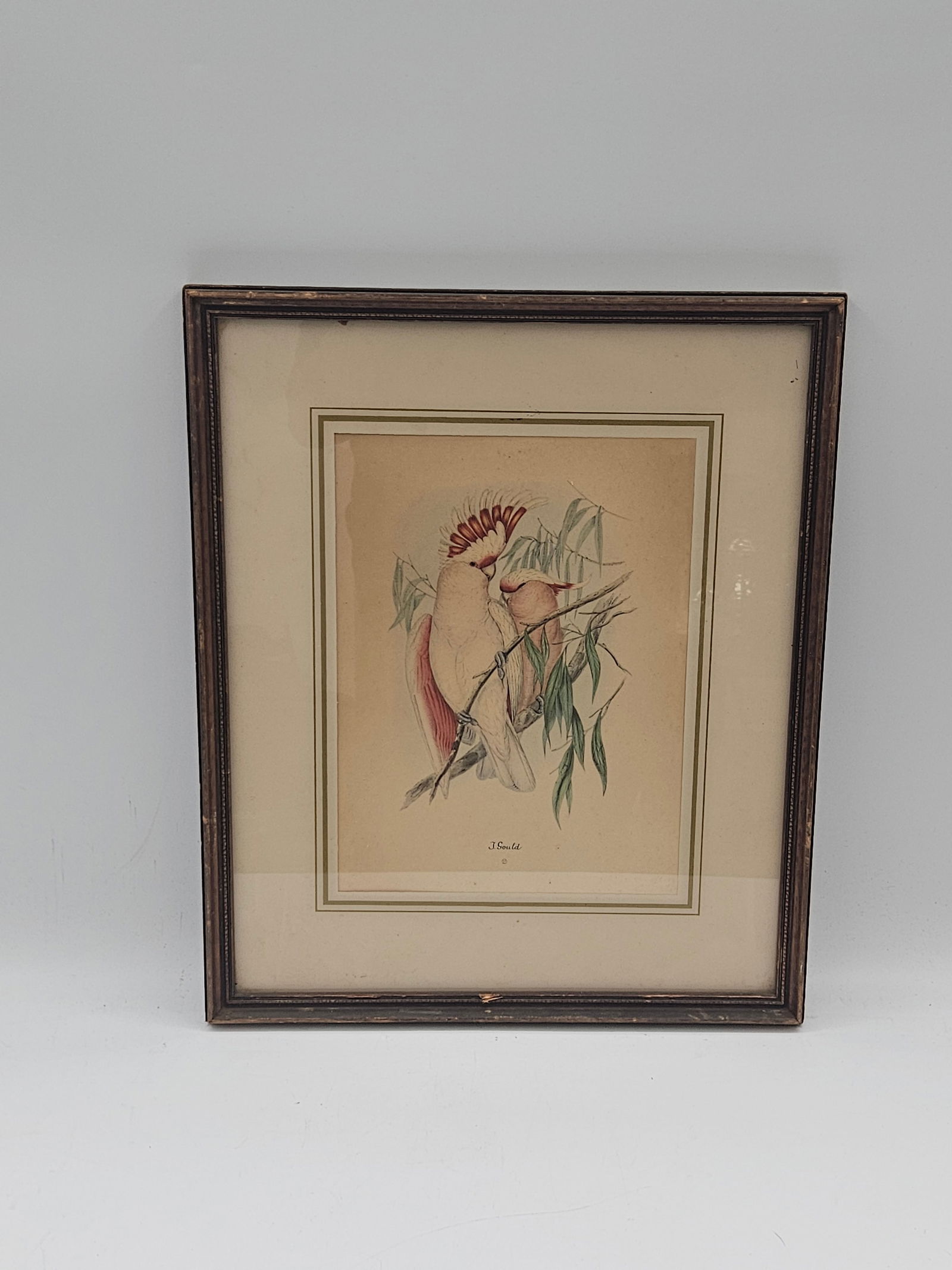 Cockatoo on Branch: Delicate illustration of a white and pink cockatoo perched among eucalyptus leaves. The artwork highlights the bird’s elegant plumage and natural beauty with soft, precise brushwork.Medium: