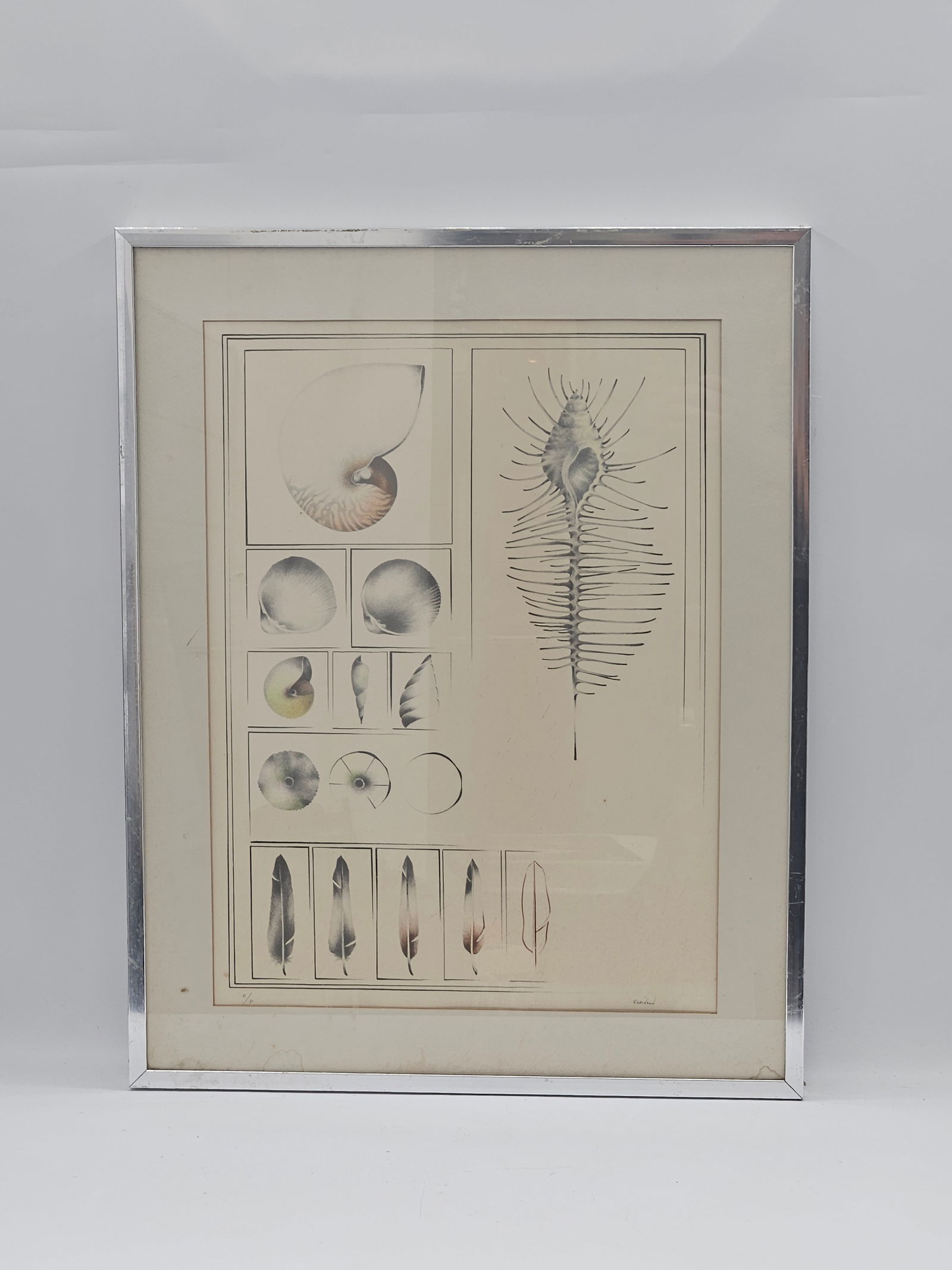 A. Robinson (Active 19th/20th Century) | Natural History Study: A Plate of Conchology and Avian: DescriptionThis piece is an exquisite example of a vintage natural history print or illustration, signed "Robinson" in the bottom right corner. The work is executed with fine