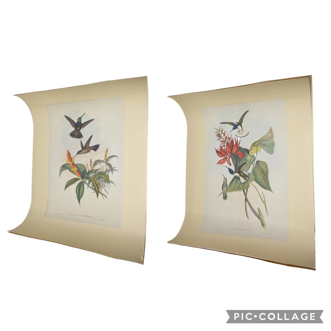 Hummingbird Botanical Prints – Set of 2: Pair of elegant vintage-style botanical prints featuring colorful hummingbirds hovering among tropical flowers. Sold together as a matched decorative set.Medium: