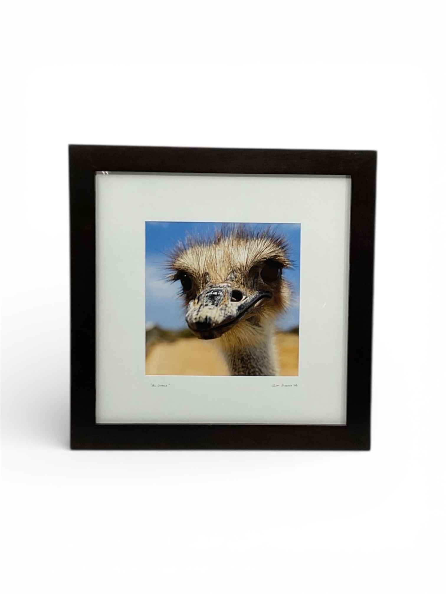 Sam Dobrow Ms Ostrich Figurative Wildlife Artwork 2008 (1 of 4)