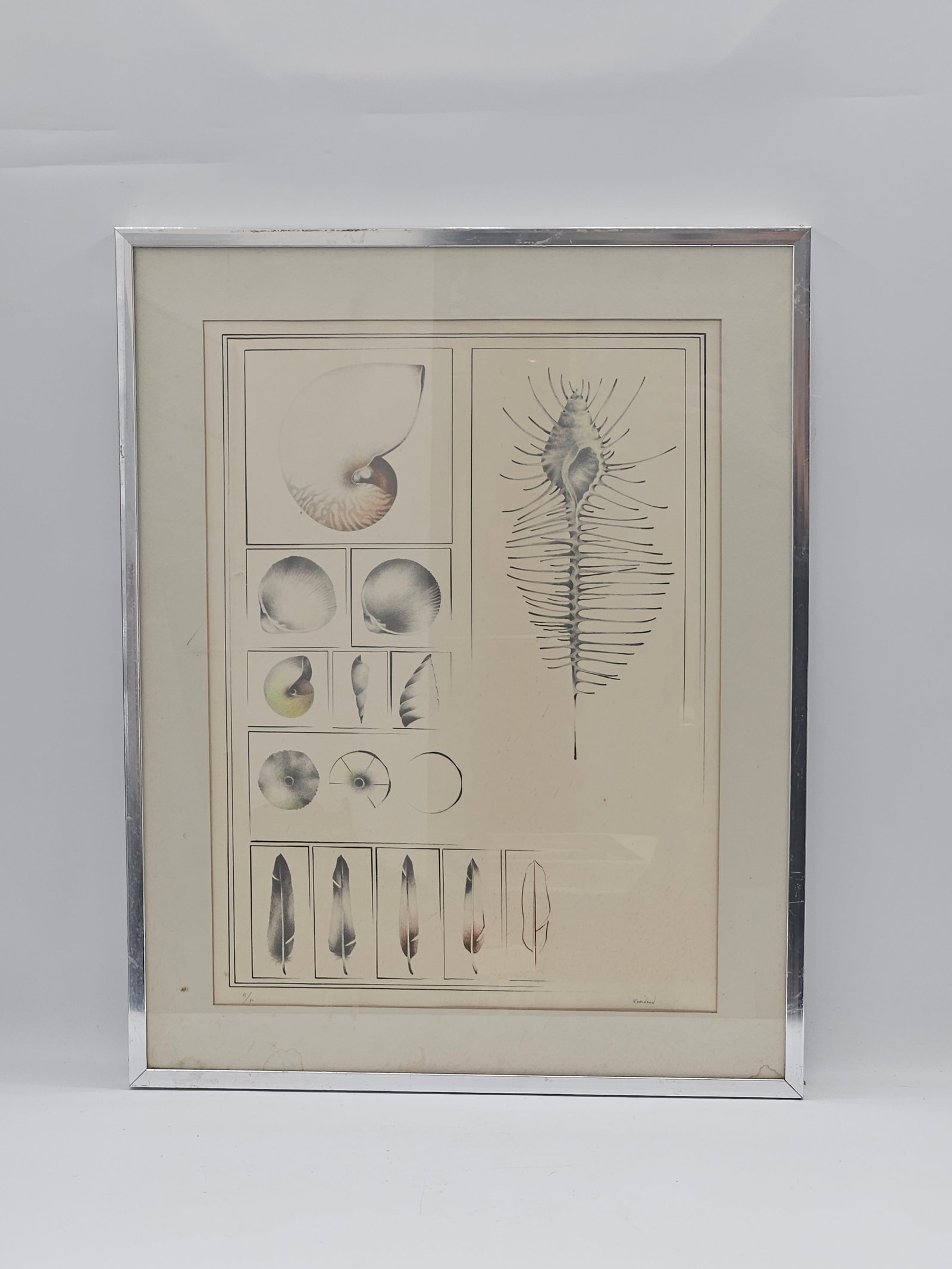 A. Robinson (Active 19th/20th Century) | Natural History Study: A Plate of Conchology and Avian: Description This piece is an exquisite example of a vintage natural history print or illustration, signed "Rob