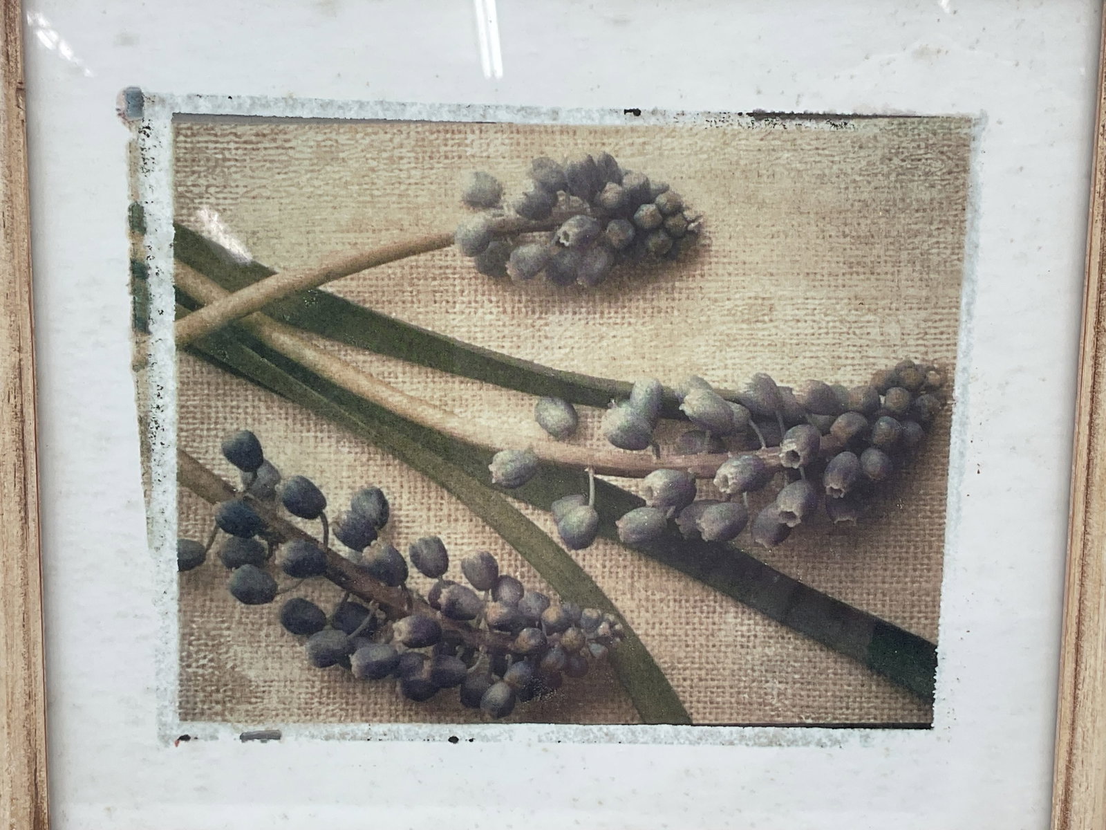 Botanical Artwork - 2