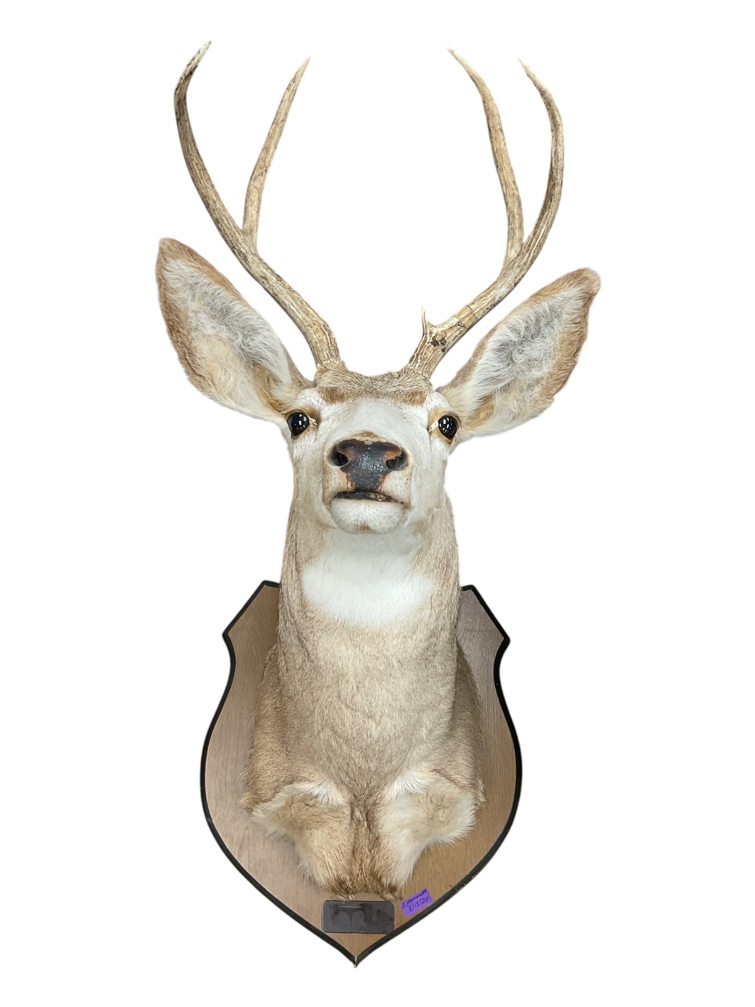 Mounted Deer Head Taxidermy Trophy with Antlers (1 of 5)