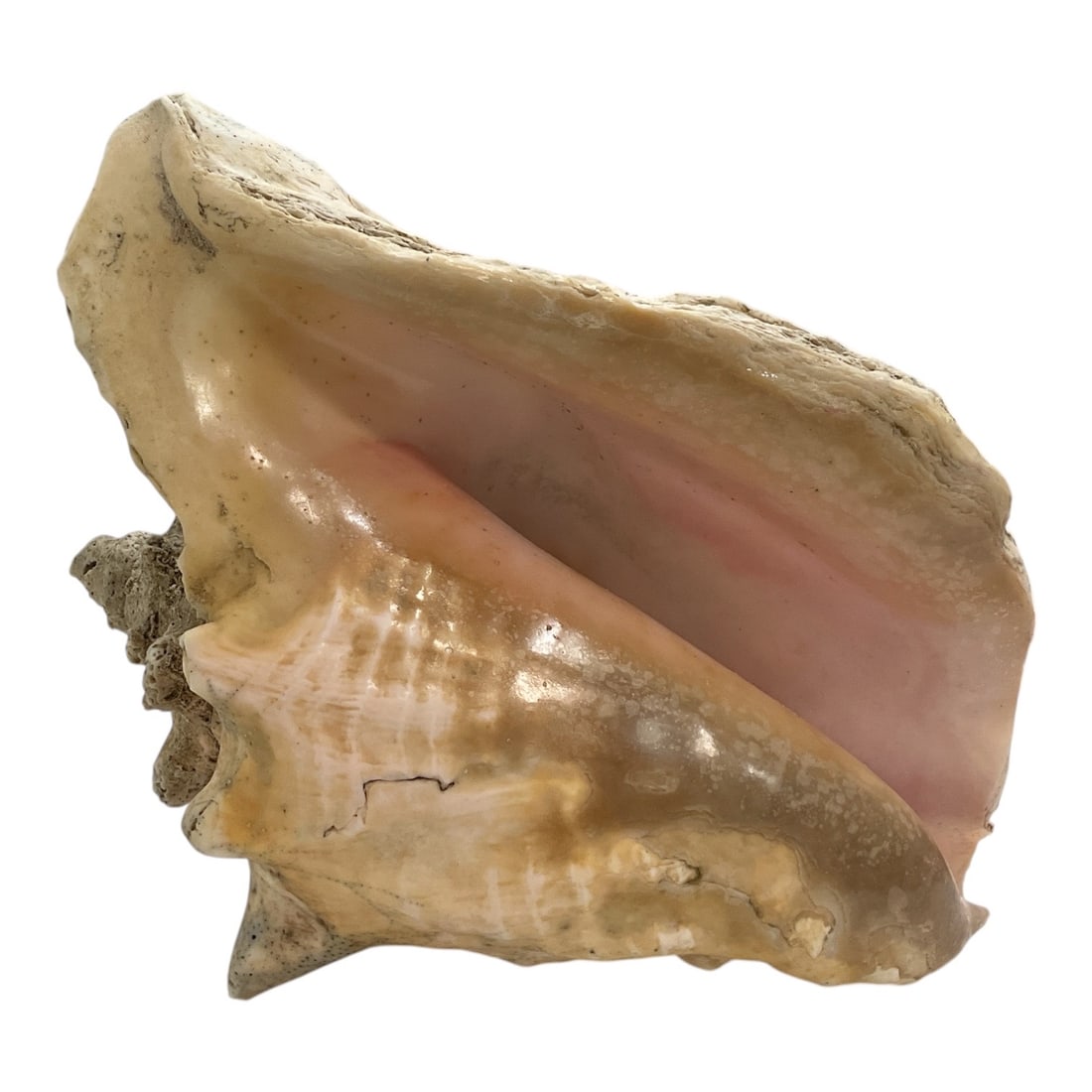 Large Vintage Natural Queen Conch Shell (1 of 3)