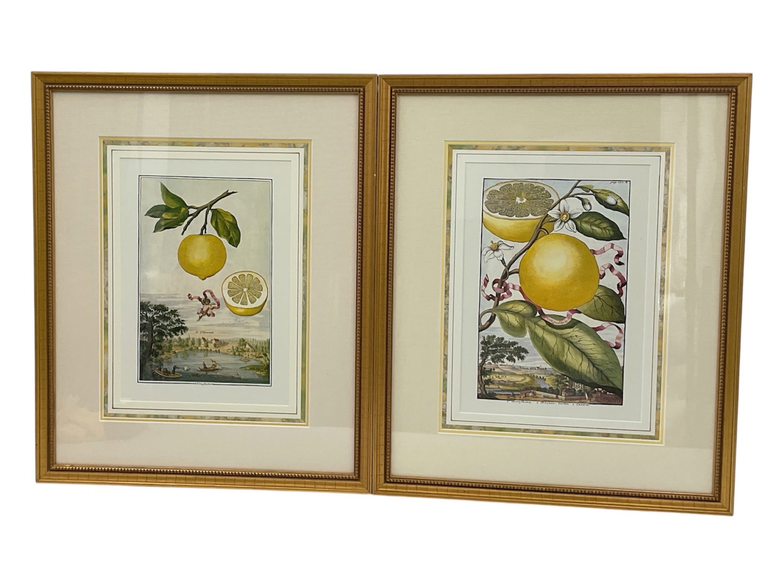 Pair of Framed Botanical Fruit Engravings