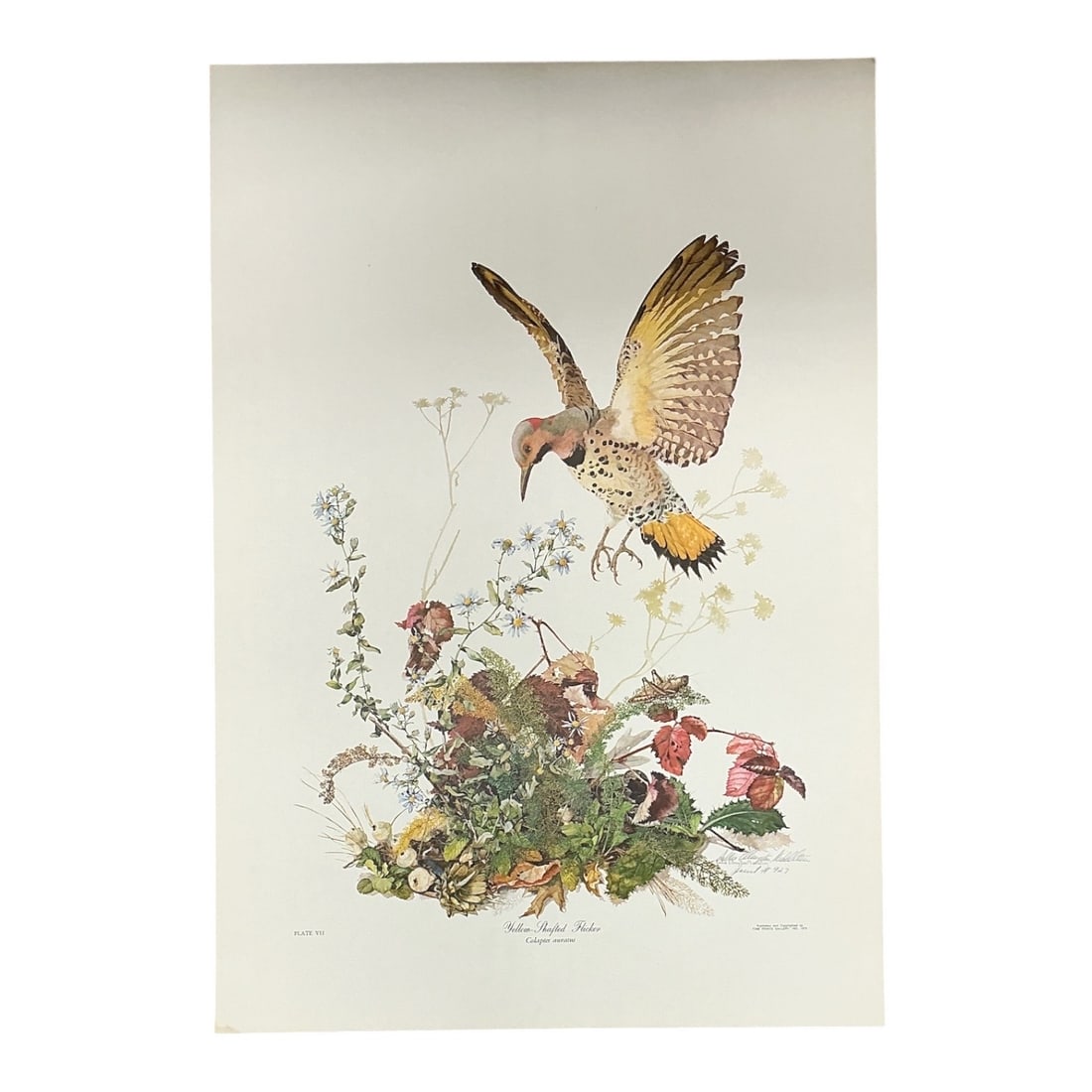 Sallie Ellington Middleton, Yellow-Shafted Flicker ,Limited Edition Print with COA: Limited edition wildlife print by Sallie Ellington Middleton depicting a Yellow-Shafted Flicker (Colaptes auratus) in flight above a detailed arrangement of flowering plants and foliage. Signed