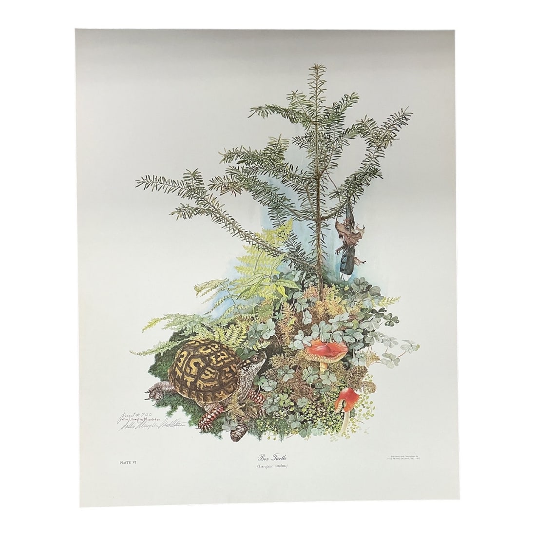 Sallie Ellington Middleton, Box Turtle, Limited Edition Print with COA: Limited edition wildlife print by Sallie Ellington Middleton depicting a Box Turtle (Terrapene carolina) within a richly detailed woodland habitat of ferns, mosses, mushrooms, pinecones, and native