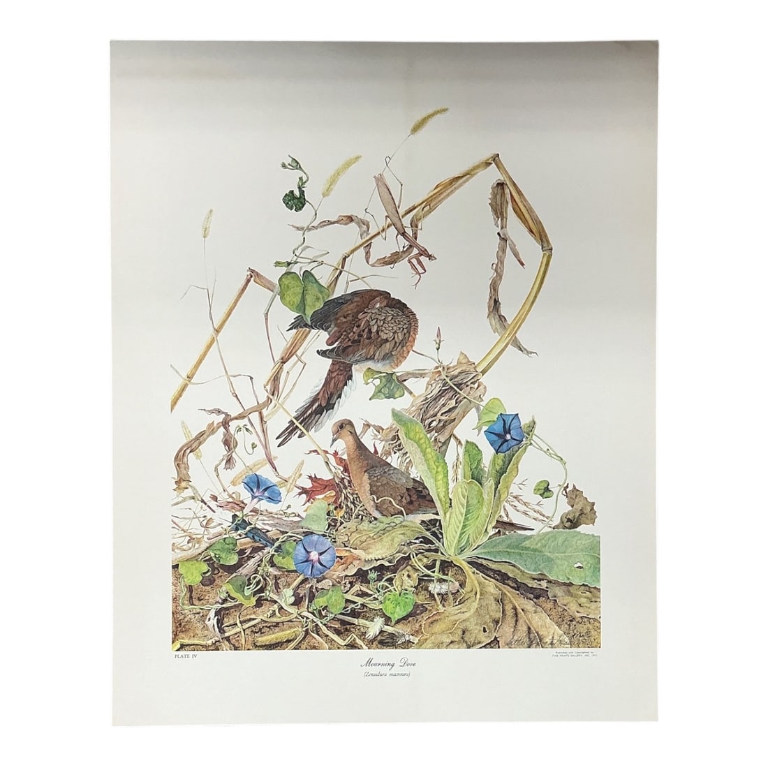 Sallie Ellington Middleton, Mourning Doves, Limited Edition Print with COA: Limited edition wildlife print by Sallie Ellington Middleton depicting a pair of Mourning Doves (Zenaidura macroura) within a highly detailed natural habitat of vines, flowers, leaves, grasses, and