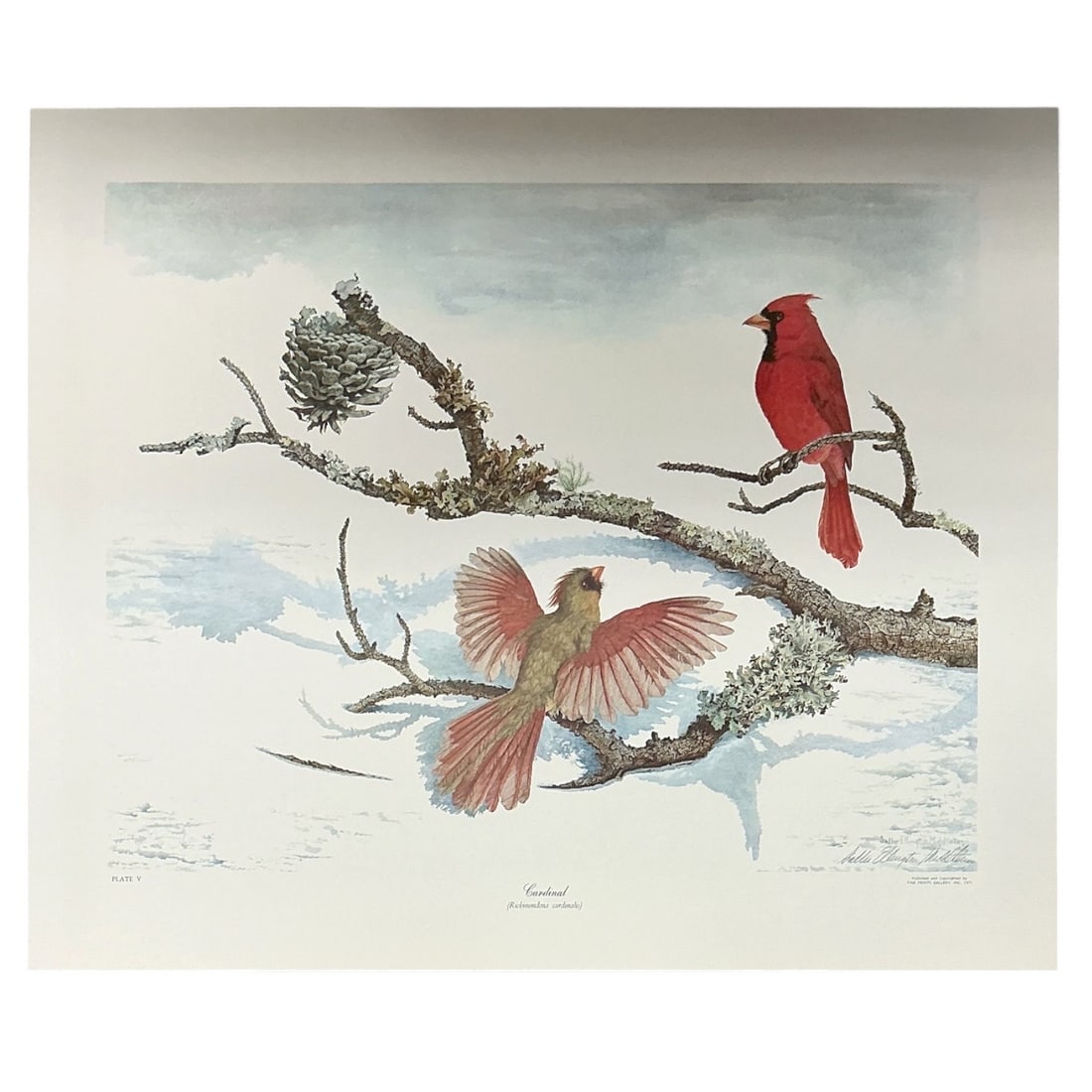 Sallie Ellington Middleton, Cardinal, Limited Edition Print with COA: Limited edition wildlife print by Sallie Ellington Middleton depicting male and female Cardinals (Richmondena cardinalis) perched among snow-covered branches in a winter landscape. Signed Sallie
