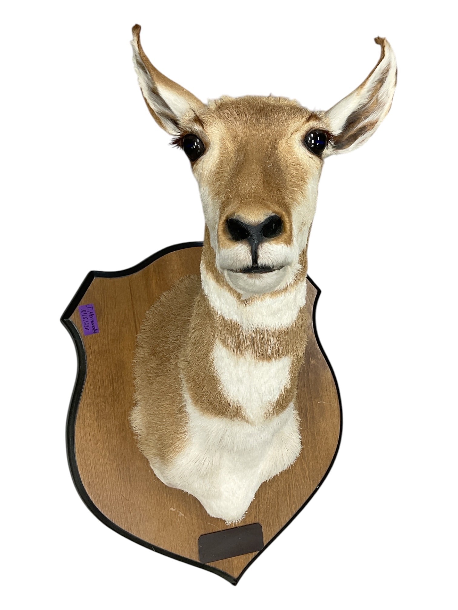 Taxidermy Antelope Shoulder Mount: Decorative taxidermy shoulder mount featuring an antelope with upright ears, natural tan and white coloration, and finely preserved facial features. The specimen is mounted to a shield-form wooden pla
