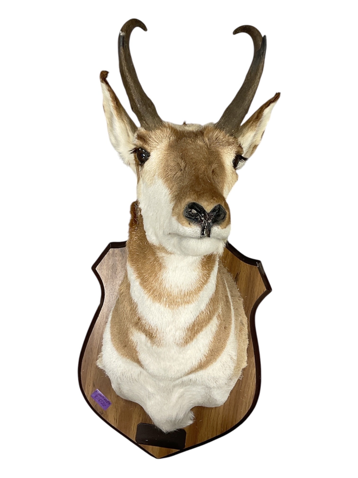 Taxidermy Pronghorn Antelope Shoulder Mount: Decorative taxidermy shoulder mount featuring a pronghorn antelope with its distinctive dark curved horns, upright ears, and natural tan, cream, and white coloration. The specimen is presented on a sh