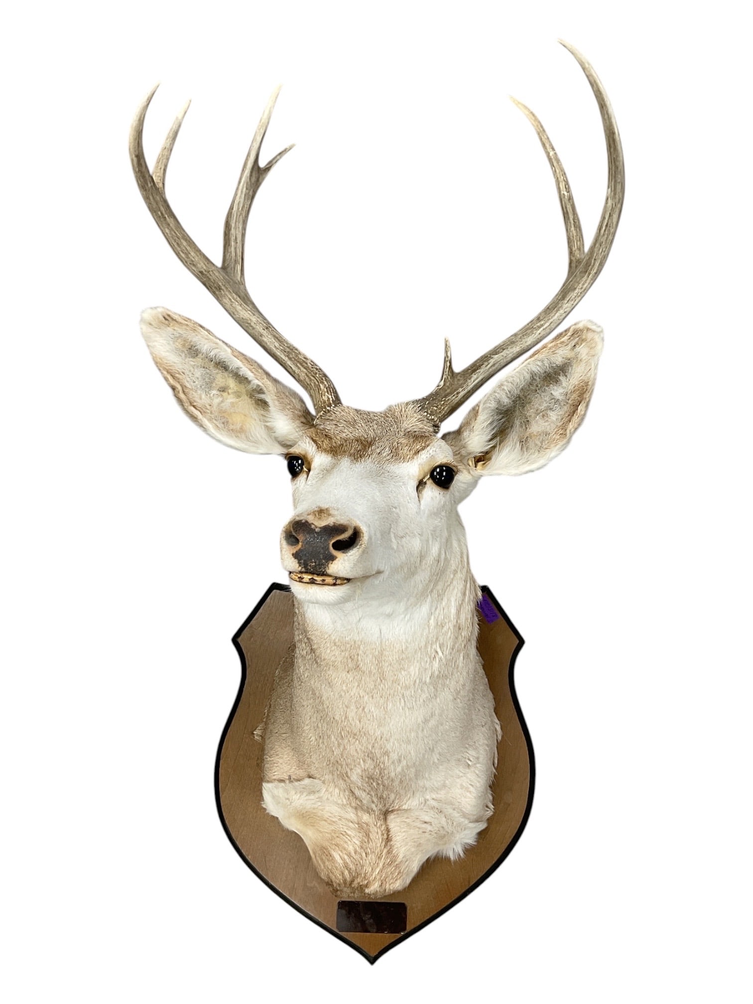 Taxidermy Mule Deer Shoulder Mount with Antlers (1 of 3)