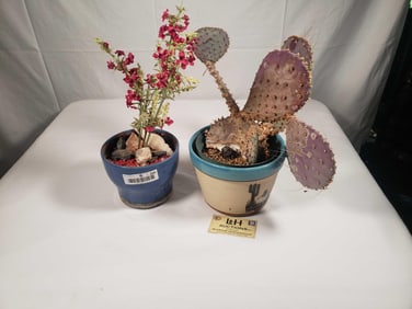 2 Planters (1 Cactus)