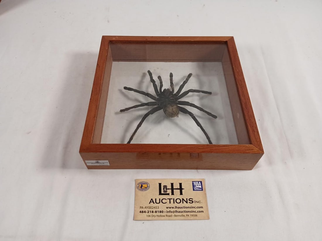 Tarantula encased in glass/wood frame (9"x9"x2"): Tarantula encased in glass/wood frame (9"x9"x2")