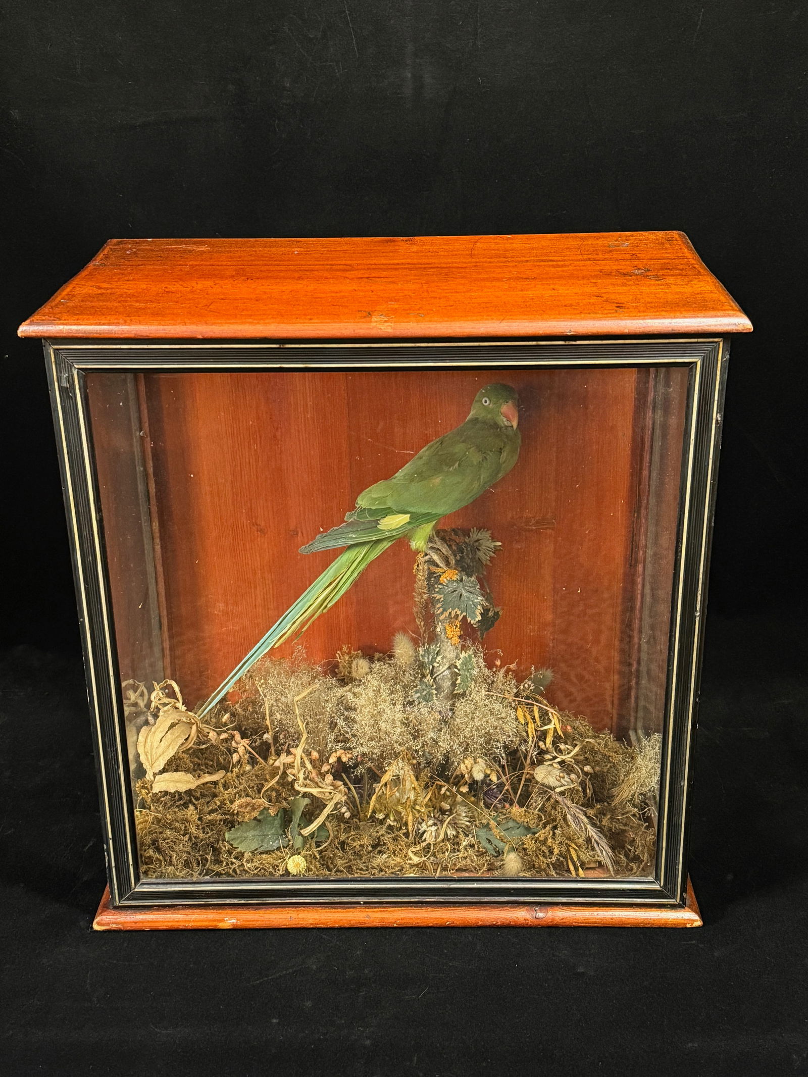 Victorian Diorama with taxidermy Brazilian Parrot under glass (1 of 7)