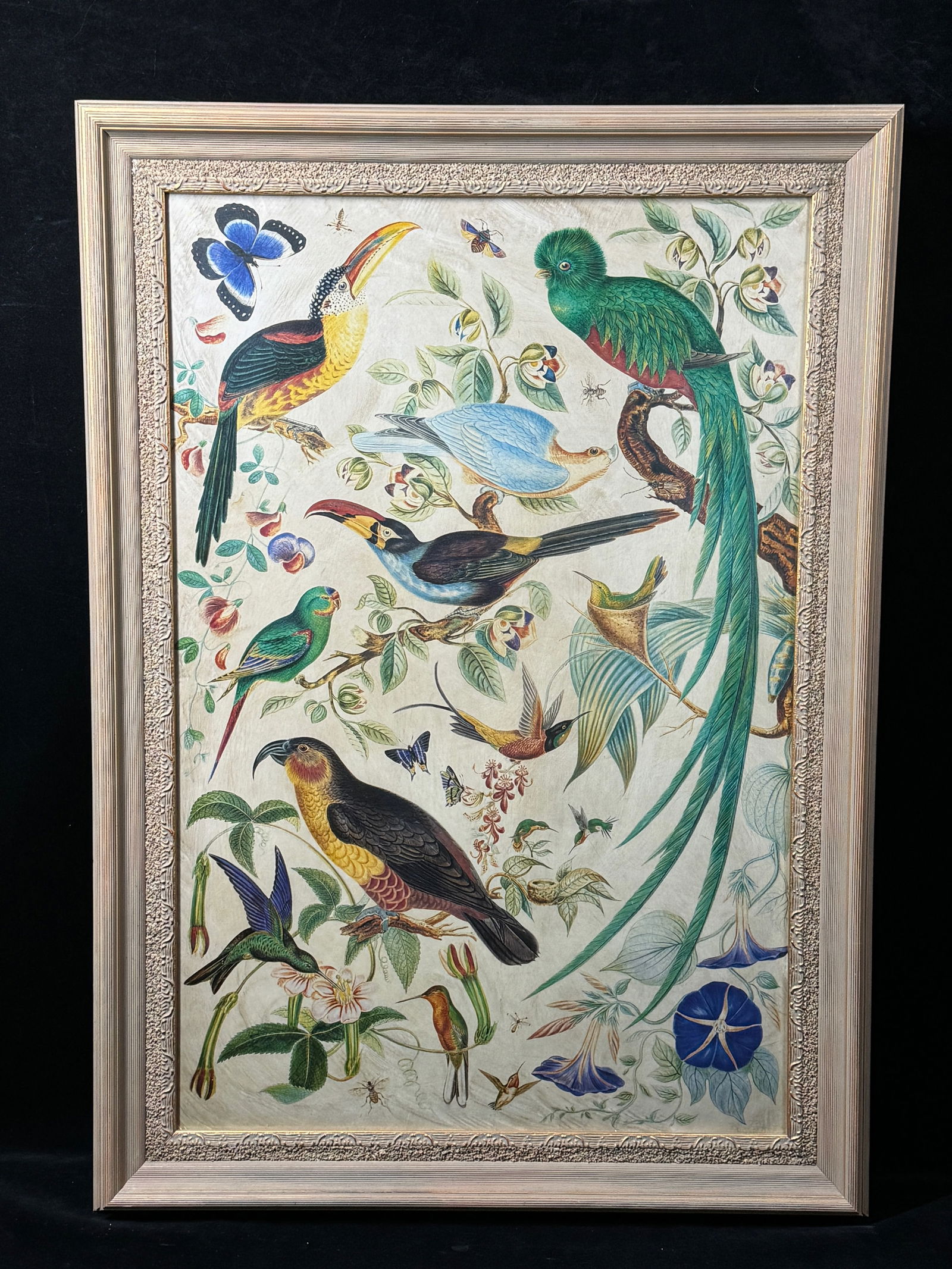 18th C Discovery Period Reproduction Bird Print featuring exotic birds from South America (1 of 6)