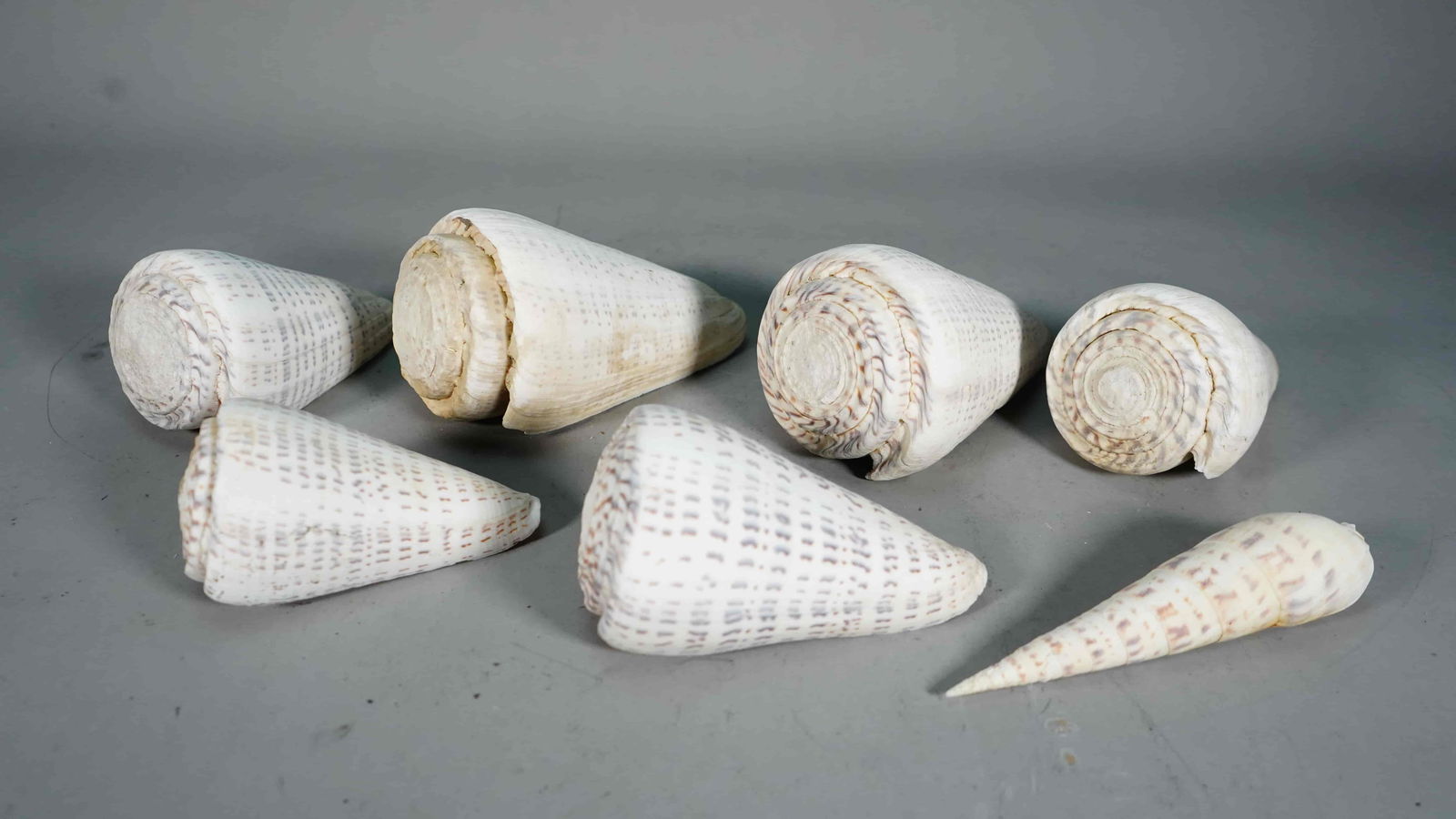 Group of 7 Natural Leopard Cone Shells from Hawaiian (1 of 6)