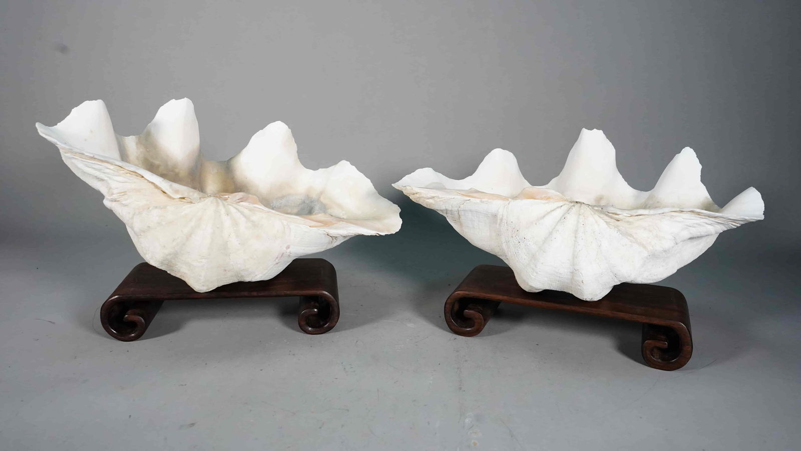 Two Antique Giant Clam Seashell Bowl, Compote Tridacna (1 of 6)