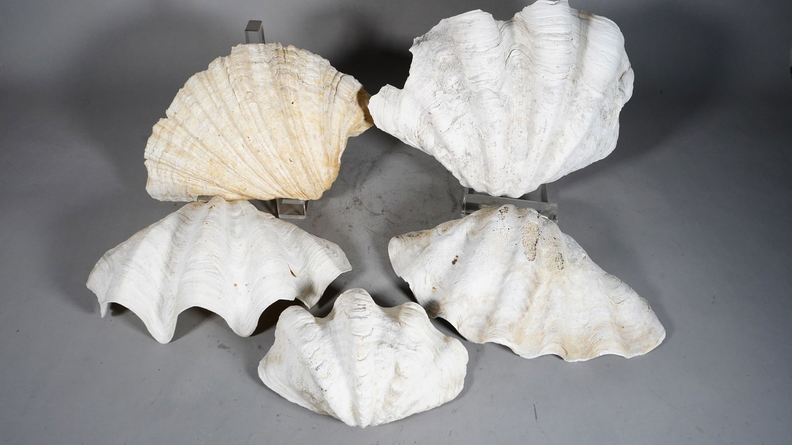 Set of 5 Natural Clam Seashells, Compote Tridacna (1 of 6)