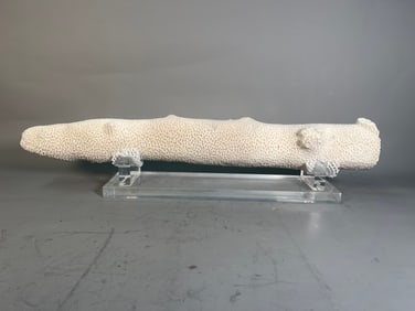 Amazing Rare Extra Large Natural White Sea Coral on Plexi Base