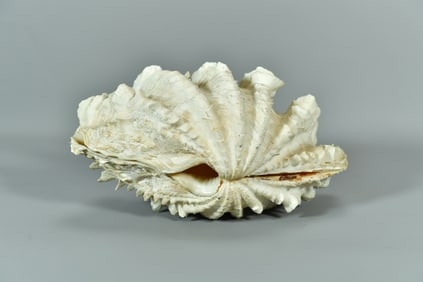 Vintage Matching Pair Ruffled Surface Natural Tridacna Gigas Giant Clam Shells