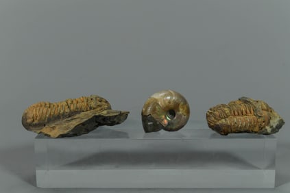 Three of Natural Ancient Fossils Specimen, Moroccan Trilobite Fossils & Ammonite Fossil