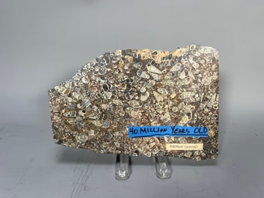 40 Million Years Old Amazing End Polished Turritella Agate Fossil Rough (Found in Wyoming)