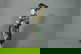 item-208833315=2