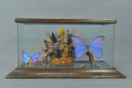 Vintage Butterfly Collection Specimen Display in Glass Case