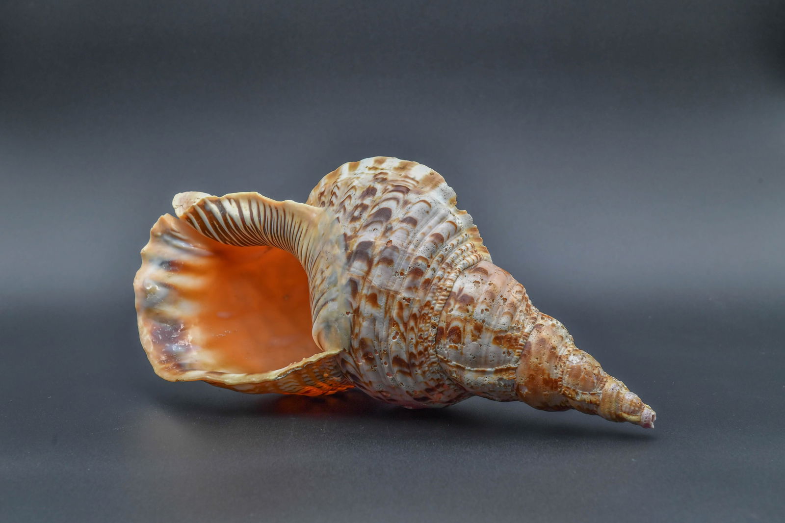 Beautiful Natural Giant Triton Shell (1 of 5)