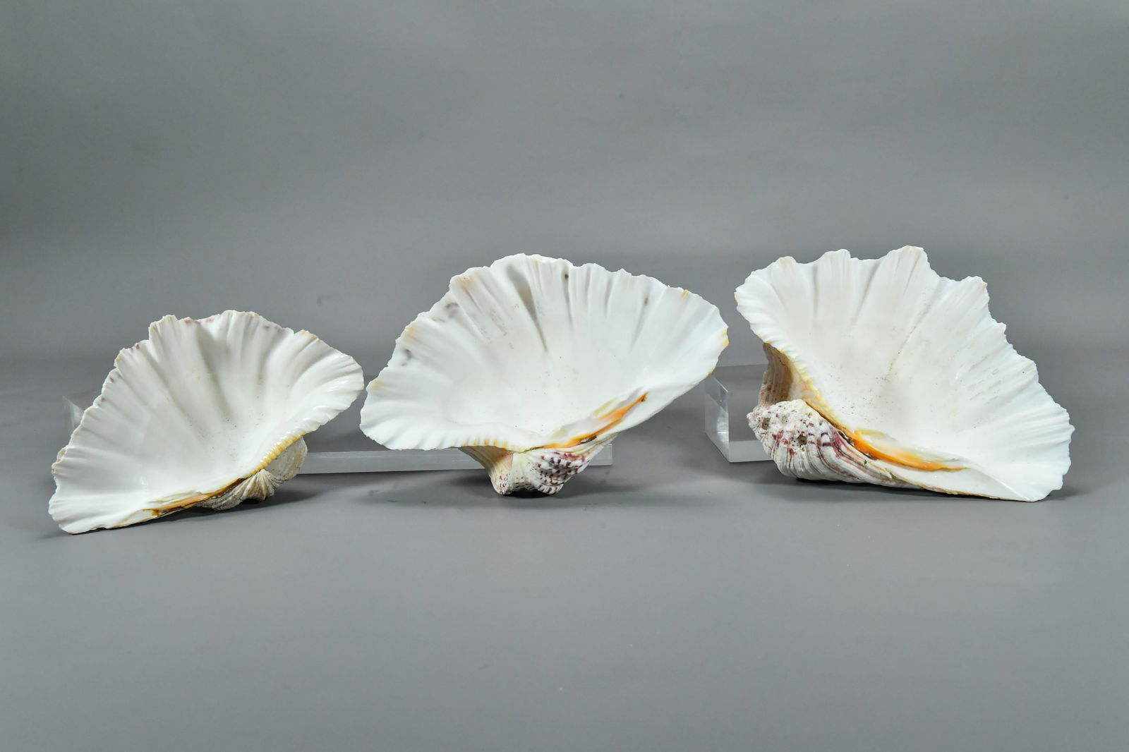Lot of 3 Beautiful Natural Giant Clam Shells (1 of 6)