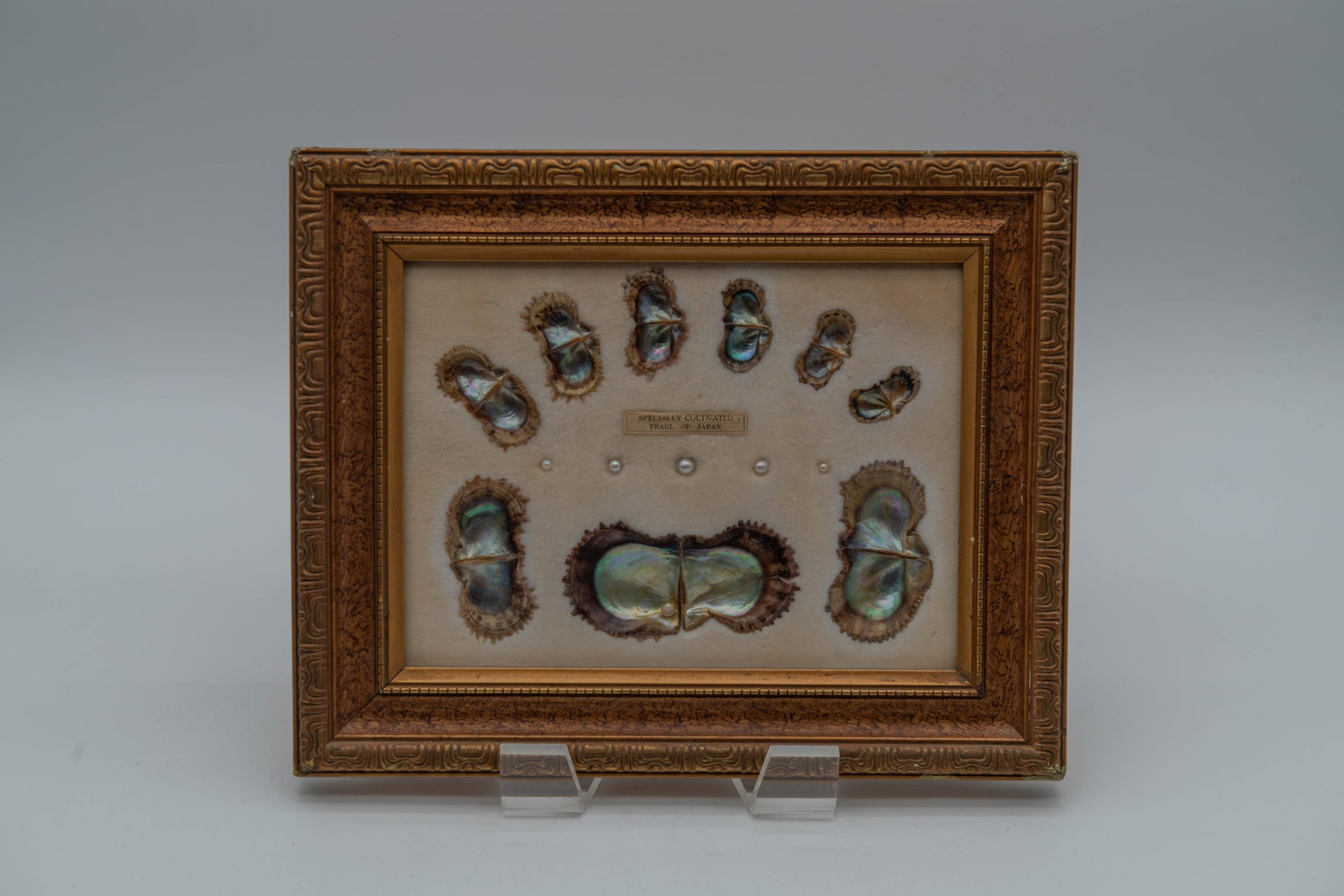 Vintage Framed Display "Specially Cultivated Pearl of Japan": Vintage Framed Display "Specially Cultivated Pearl of Japan". Size 12"1/2L x 10"1/2H; Overall in good condition, the corners of the frame are slightly chipped. (Stand Not Included)