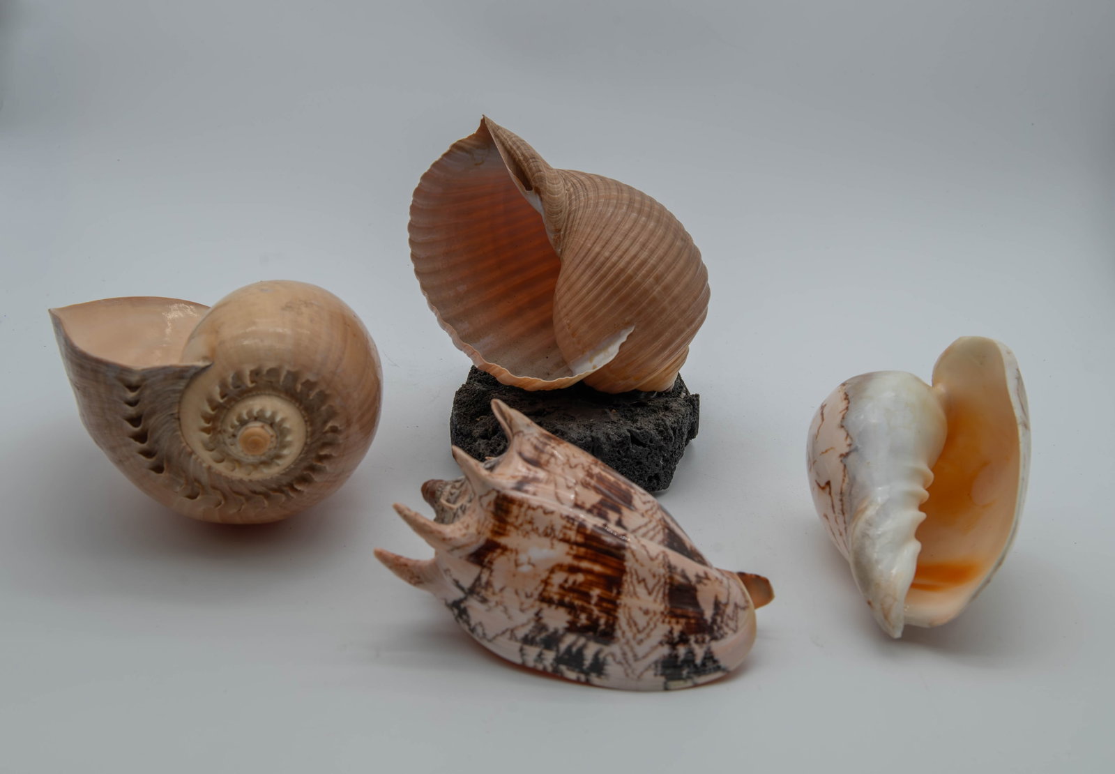 Lot of 4 Natural Marine Specimens/Giant Seashell (Tonna Galea/Giant Tun Shell) (1 of 6)