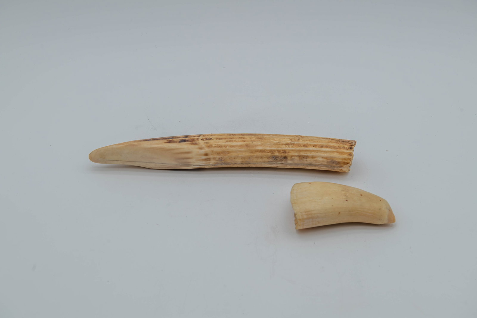 Lot of 2 Specimens of Unpolished Old Animal Teeth (1 of 6)