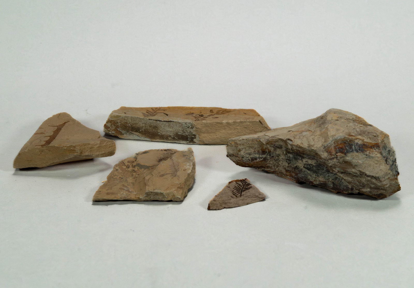 Group of 5 Pieces Unclassified Fossil Specimens Collection (1 of 6)