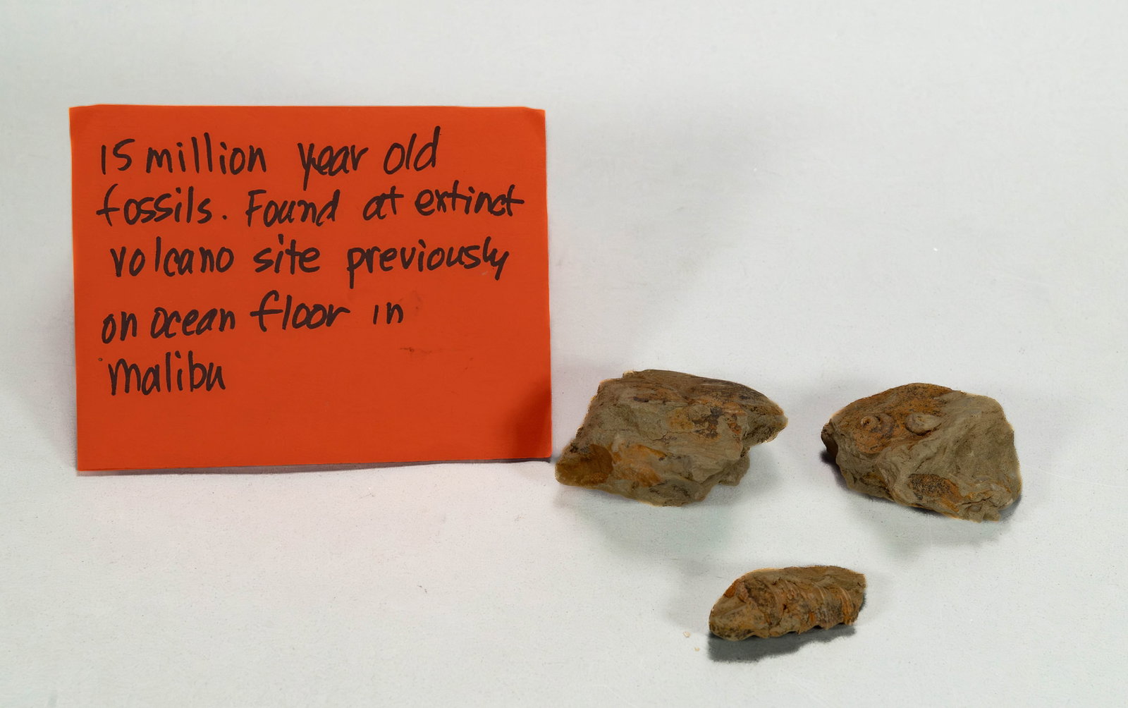 Group of 3 Pieces Unclassified Fossil Specimens Collection: Group of 3 Pieces Unclassified Fossil Specimens Collection. A group of fossil with an accompanying card describing their reported provenance. (The information on the card is provided for reference onl