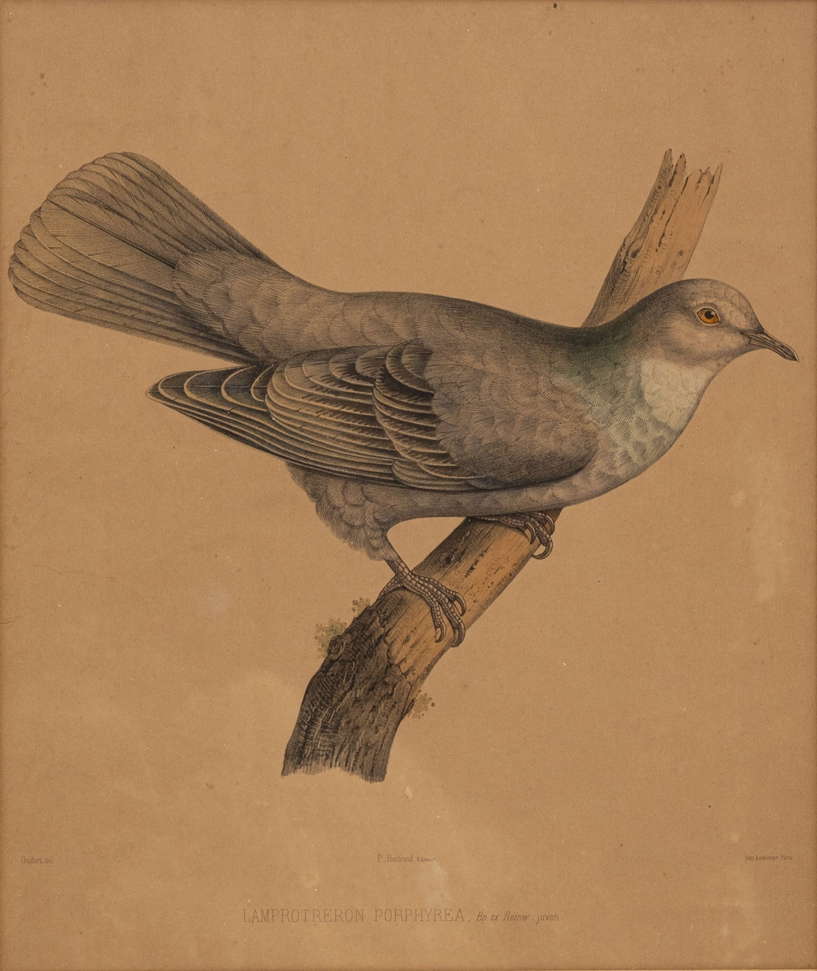 BONAPARTE Charles Lucien (1803-1857) A French Iconography on paper, Paris, P. Bertrand 1857 (1 of 7)