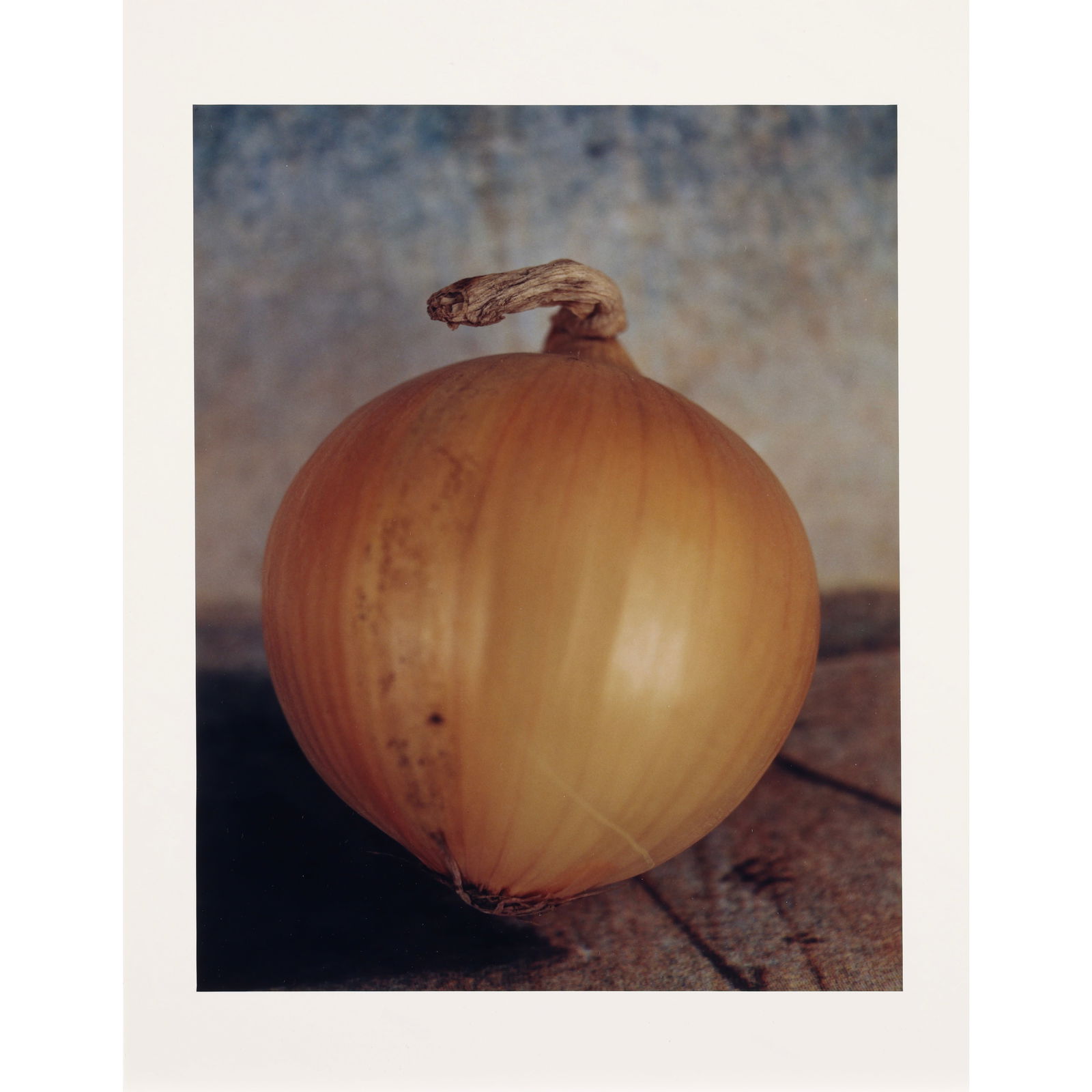 STILL-LIFE ONION by UEDA Yoshihiko (1 of 3)