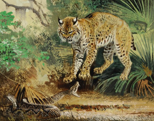 Florida Bobcat and Rattlesnake
