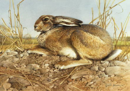 Edwin Penny (1930-2016) Hare in the Stubble: Edwin Penny (1930-2016) Hare in the Stubble watercolor on paper 14 x 20 inches 23 1/4 x 29 1/4 x 1 inches (frame) signed lower right: Edwin Penny - Provenance: Frost & Reed, London (label verso) From