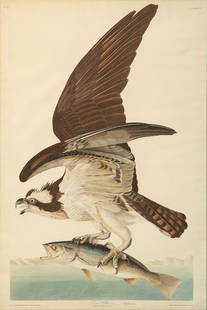 John James Audubon (1785-1851), Fish Hawk or Osprey, Plate 81: John James Audubon (1785-1851) Fish Hawk or Osprey, Plate 81 Medium: aquatint engraving with original hand color Dimensions: 38 x 25 1/8 Framed/base dimensions: 55 7/8 x 43 3/8 x 2 1/2 Provenance: 