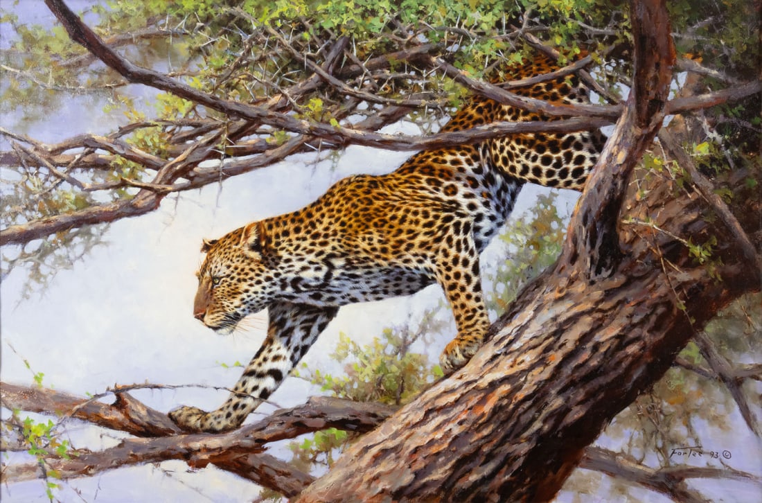 Eric Forlee (1949-), Leopard in Acacia Tree: Eric Forlee (1949-) Leopard in Acacia Tree Medium: oil on canvas Dimensions: 24 x 36 Framed/base dimensions: 32 3/4 x 45 x 2 1/4 Signature: signed and dated lower right: Forlee 93© Provenance: Fr