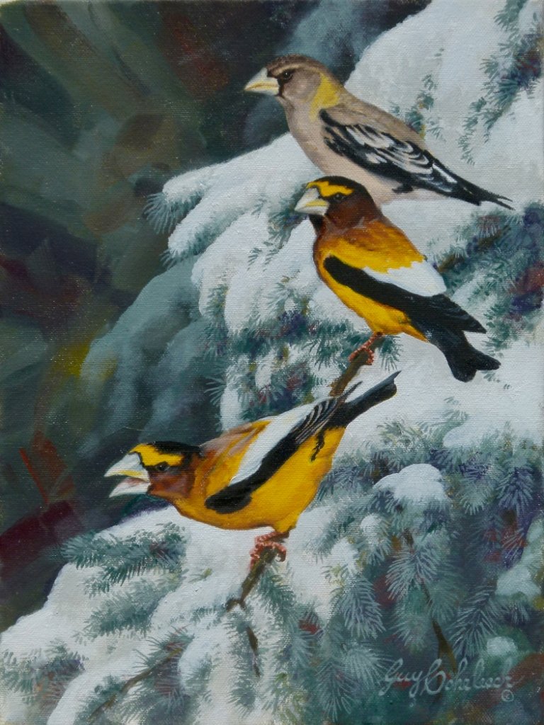 Evening Grosbeak, 2012: Coheleach, Guy, 1933-, 12 x 9 inches, oil on linen, Signed: Lower Right