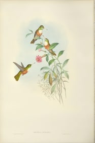 John Gould (1804-1881), Amazilia Dumerili