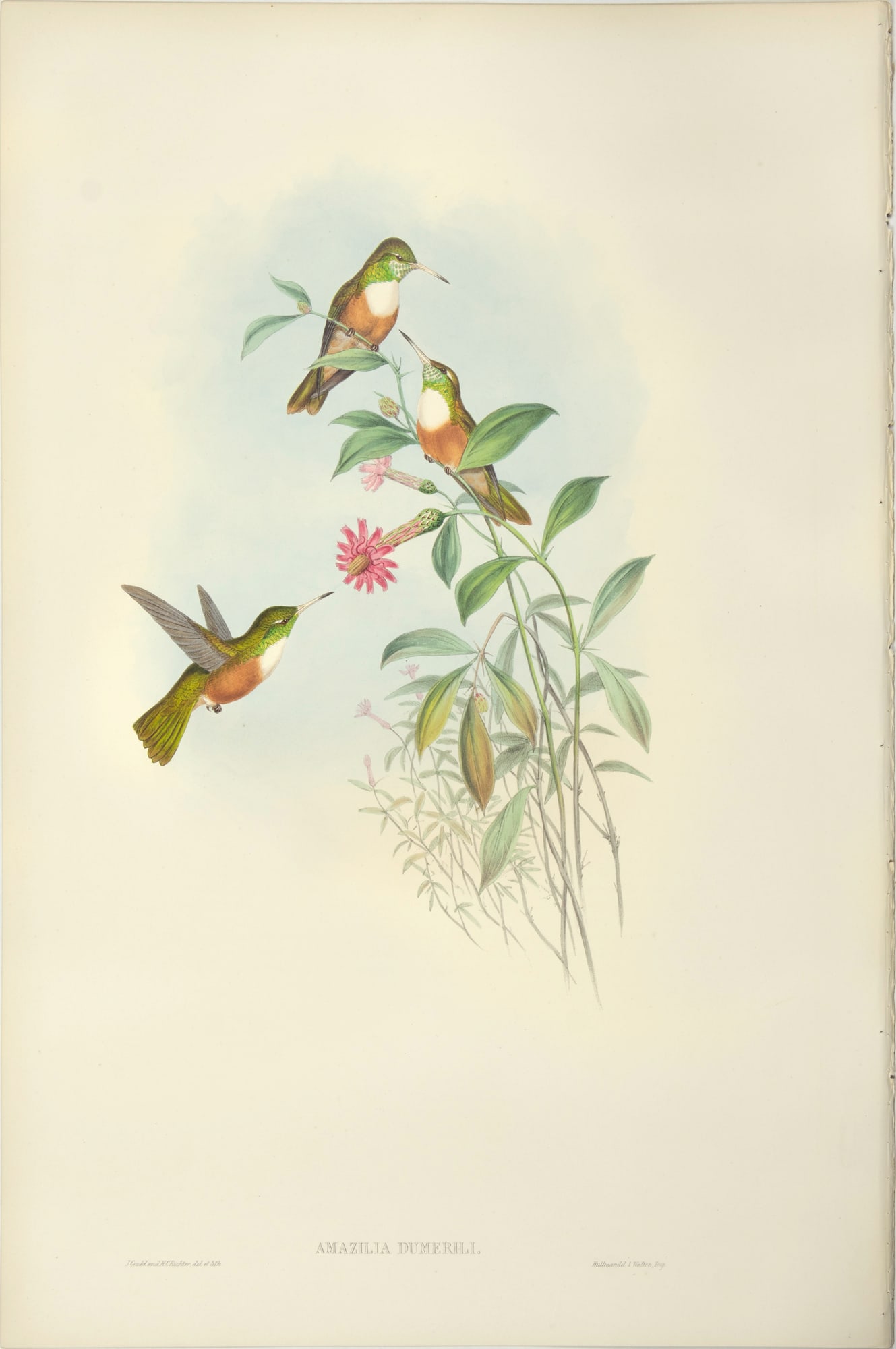 John Gould (1804-1881), Amazilia Dumerili