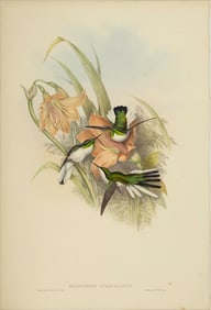 John Gould (1804-1881), Heliothrix Auriculatus